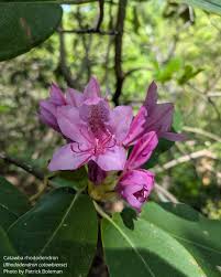 Attēlu rezultāti vaicājumam “Rhododendron catawbiense flower”