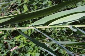 Attēlu rezultāti vaicājumam “Phragmites communis leaf”