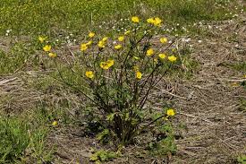 Attēlu rezultāti vaicājumam “Ranunculus bulbosus flower”