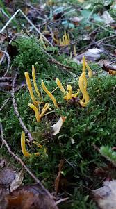 Attēlu rezultāti vaicājumam “Clavulinopsis helvola”