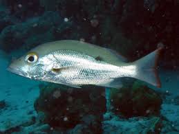 Image result for Lutjanus mahogoni