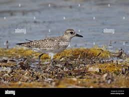 Attēlu rezultāti vaicājumam “Pluvialis squatarola adult”