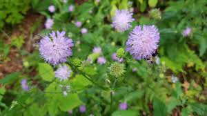 Image result for Knautia dipsacifolia