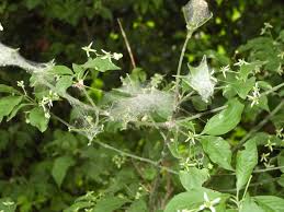 Attēlu rezultāti vaicājumam “Yponomeuta malinellus / cagnagella imago”