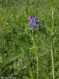 Attēlu rezultāti vaicājumam “Medicago sativa subsp. sativa”