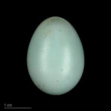 Image result for Coccyzus erythropthalmus