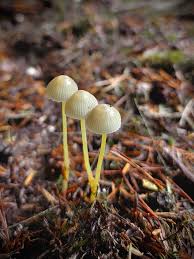 Attēlu rezultāti vaicājumam “Mycena epipterygia”