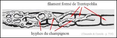 Attēlu rezultāti vaicājumam “Cystocoleus ebeneus”