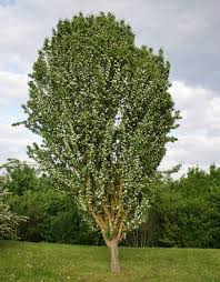 Attēlu rezultāti vaicājumam “Crataegus monogyna”