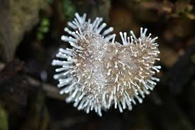 Attēlu rezultāti vaicājumam “Tubifera sp.”