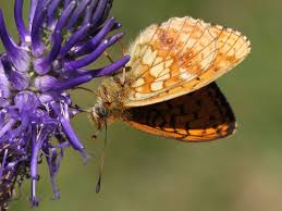 Attēlu rezultāti vaicājumam “Brenthis ino underside”