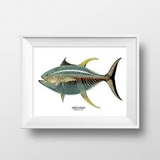 Image result for Thunnus albacares