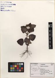 Image result for Ageratum conyzoides