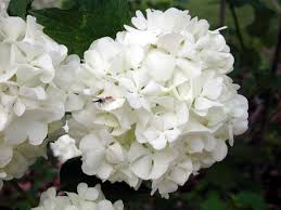 Attēlu rezultāti vaicājumam “Viburnum opulus flower”