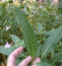 Attēlu rezultāti vaicājumam “Impatiens glandulifera leaf”