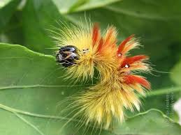 Attēlu rezultāti vaicājumam “Acronicta aceris larva”