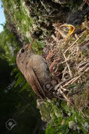 Attēlu rezultāti vaicājumam “Troglodytes troglodytes nest”