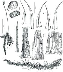 Attēlu rezultāti vaicājumam “Philonotis fontana sporophyte”