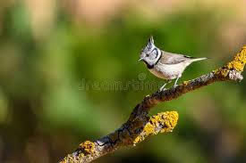 Attēlu rezultāti vaicājumam “Lophophanes cristatus”