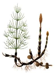 Attēlu rezultāti vaicājumam “Equisetum arvense”