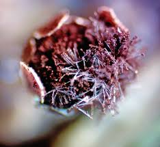 Attēlu rezultāti vaicājumam “Diderma roanense”