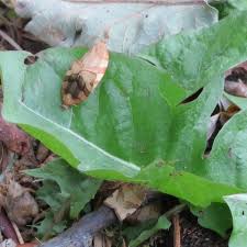 Attēlu rezultāti vaicājumam “Pandemis cerasana”