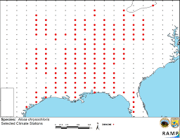 Image result for Alosa chrysochloris