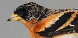 Attēlu rezultāti vaicājumam “Fringilla montifringilla”