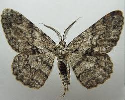 Attēlu rezultāti vaicājumam “Hypomecis roboraria”