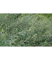 Attēlu rezultāti vaicājumam “Salix purpurea leaf”