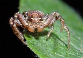 Attēlu rezultāti vaicājumam “Thomisidae”