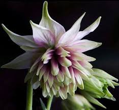 Image result for Akelei