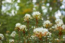 Attēlu rezultāti vaicājumam “Ledum palustre flower”