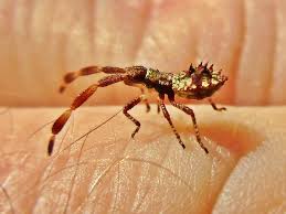 Attēlu rezultāti vaicājumam “Coreus marginatus nymph”