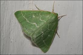 Attēlu rezultāti vaicājumam “Thetidia smaragdaria”