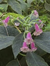 Attēlu rezultāti vaicājumam “Mollisia amenticola”