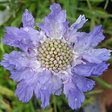 Image result for scabiosa caucasica