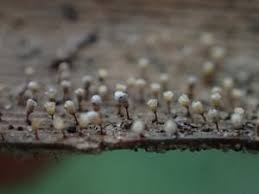 Attēlu rezultāti vaicājumam “Diachea leucopodia macro”