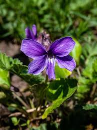 Attēlu rezultāti vaicājumam “Viola uliginosa”