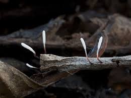 Attēlu rezultāti vaicājumam “Typhula erythropus”