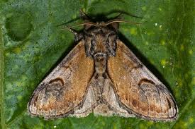 Attēlu rezultāti vaicājumam “Notodontidae”