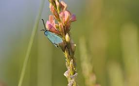 Attēlu rezultāti vaicājumam “Adscita statices”