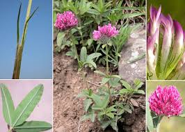 Attēlu rezultāti vaicājumam “Trifolium alpestre”