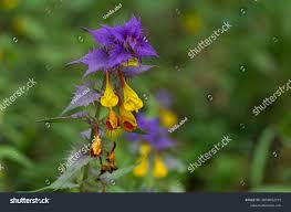 Attēlu rezultāti vaicājumam “Melampyrum nemorosum”