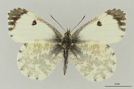 Attēlu rezultāti vaicājumam “Anthocharis cardamines underside”