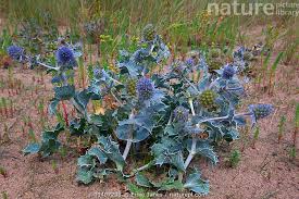 Attēlu rezultāti vaicājumam “Eryngium maritimum”
