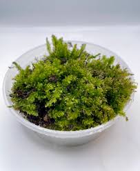 Attēlu rezultāti vaicājumam “Mnium hornum”