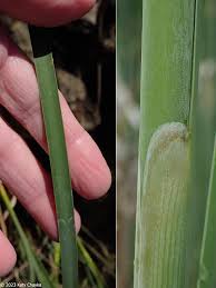 Attēlu rezultāti vaicājumam “Typha angustifolia  fruit”