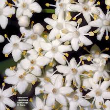 Attēlu rezultāti vaicājumam “Adoxaceae”