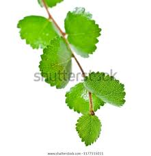 Attēlu rezultāti vaicājumam “Betula nana leaf”